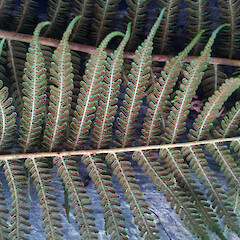 Fertile frond from naturalised plant, New Zealand, North Island, Auckland, Mt Albert, Monaghan Street.<br>Photographer: Peter J de Lange, Date taken: 03/06/2016, Licence: <a target='_blank' href='https://creativecommons.org/licenses/by/4.0'>CC BY</a>. <a class='member-message' href='/nzpcn/why-join-nzpcn/' target='_blank'>Members can view a larger version of this image.</a>