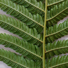 Abaxial frond surface from naturalised plant. New Zealand, Auckland, Mt Albert, Roy Clements Tree Way near Alberton Road.<br>Photographer: Peter J de Lange, Date taken: 03/09/2017, Licence: <a target='_blank' href='https://creativecommons.org/licenses/by/4.0'>CC BY</a>. <a class='member-message' href='/nzpcn/why-join-nzpcn/' target='_blank'>Members can view a larger version of this image.</a>