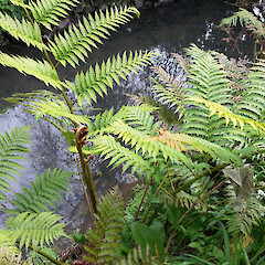 Wild plant growing along margin of upper Meola Creek (this plant subsequently destroyed). New Zealand, Auckland, Mt Albert, Roy Clements Tree Way near Alberton Road.<br>Photographer: Peter J de Lange, Date taken: 03/09/2017, Licence: <a target='_blank' href='https://creativecommons.org/licenses/by/4.0'>CC BY</a>. <a class='member-message' href='/nzpcn/why-join-nzpcn/' target='_blank'>Members can view a larger version of this image.</a>