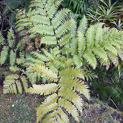 Young wild plant growing in drainage ditch. New Zealand, Omaha Bay, Point Wells, Point Wells Road.<br>Photographer: Peter J de Lange, Date taken: 12/10/2018, Licence: <a target='_blank' href='https://creativecommons.org/licenses/by/4.0'>CC BY</a>. <a class='member-message' href='/nzpcn/why-join-nzpcn/' target='_blank'>Members can view a larger version of this image.</a>