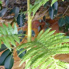 Adaxial frond near base of pinnules. Australia, New South Wales, Sydney, Taraonga Zoo, Sumatran Tiger Enclosure.<br>Photographer: Peter J de Lange, Date taken: 20/07/2018, Licence: <a target='_blank' href='https://creativecommons.org/licenses/by/4.0'>CC BY</a>. <a class='member-message' href='/nzpcn/why-join-nzpcn/' target='_blank'>Members can view a larger version of this image.</a>