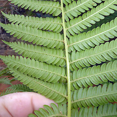 Abaxial frond (pinnule). Australia, New South Wales, Sydney, Taraonga Zoo, Sumatran Tiger Enclosure.<br>Photographer: Peter J de Lange, Date taken: 20/07/2018, Licence: <a target='_blank' href='https://creativecommons.org/licenses/by/4.0'>CC BY</a>. <a class='member-message' href='/nzpcn/why-join-nzpcn/' target='_blank'>Members can view a larger version of this image.</a>