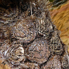 Trunk showing stipe scars. Australia, New South Wales, Sydney, Taraonga Zoo, Sumatran Tiger Enclosure.<br>Photographer: Peter J de Lange, Date taken: 20/07/2018, Licence: <a target='_blank' href='https://creativecommons.org/licenses/by/4.0'>CC BY</a>. <a class='member-message' href='/nzpcn/why-join-nzpcn/' target='_blank'>Members can view a larger version of this image.</a>