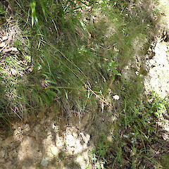 On dry clay cut bank of public walking track, Picton.<br>Photographer: Marley Ford, Date taken: 12/01/2023, Licence: <a target='_blank' href='https://creativecommons.org/licenses/by/4.0'>CC BY</a>. <a class='member-message' href='/nzpcn/why-join-nzpcn/' target='_blank'>Members can view a larger version of this image.</a>