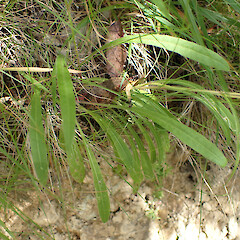 On dry clay cut bank of public walking track, Picton.<br>Photographer: Marley Ford, Date taken: 12/01/2023, Licence: <a target='_blank' href='https://creativecommons.org/licenses/by/4.0'>CC BY</a>. <a class='member-message' href='/nzpcn/why-join-nzpcn/' target='_blank'>Members can view a larger version of this image.</a>