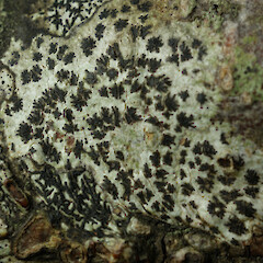 Arthonia radiata