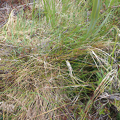 In roadside ditch, Bluff.<br>Photographer: Marley Ford, Date taken: 03/12/2022, Licence: <a target='_blank' href='https://creativecommons.org/licenses/by/4.0'>CC BY</a>. <a class='member-message' href='/nzpcn/why-join-nzpcn/' target='_blank'>Members can view a larger version of this image.</a>