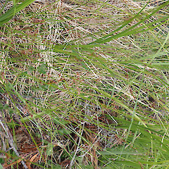 In roadside ditch, Bluff.<br>Photographer: Marley Ford, Date taken: 03/12/2022, Licence: <a target='_blank' href='https://creativecommons.org/licenses/by/4.0'>CC BY</a>. <a class='member-message' href='/nzpcn/why-join-nzpcn/' target='_blank'>Members can view a larger version of this image.</a>