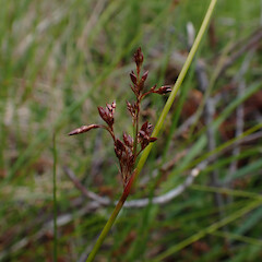 In roadside ditch, Bluff.<br>Photographer: Marley Ford, Date taken: 03/12/2022, Licence: <a target='_blank' href='https://creativecommons.org/licenses/by/4.0'>CC BY</a>. <a class='member-message' href='/nzpcn/why-join-nzpcn/' target='_blank'>Members can view a larger version of this image.</a>