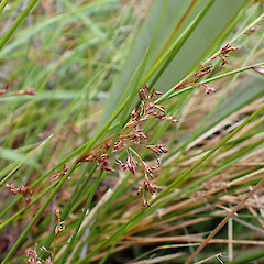 Juncus pauciflorus