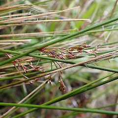 In roadside ditch, Bluff.<br>Photographer: Marley Ford, Date taken: 03/12/2022, Licence: <a target='_blank' href='https://creativecommons.org/licenses/by/4.0'>CC BY</a>. <a class='member-message' href='/nzpcn/why-join-nzpcn/' target='_blank'>Members can view a larger version of this image.</a>