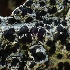 Corticolous on kahikatea, Mahurangi Auckland.<br>Photographer: Marley Ford, Date taken: 25/01/2023, Licence: <a target='_blank' href='https://creativecommons.org/licenses/by/4.0'>CC BY</a>. <a class='member-message' href='/nzpcn/why-join-nzpcn/' target='_blank'>Members can view a larger version of this image.</a>