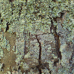 Corticolous on kahikatea, Mahurangi Auckland.<br>Photographer: Marley Ford, Date taken: 25/01/2023, Licence: <a target='_blank' href='https://creativecommons.org/licenses/by/4.0'>CC BY</a>. <a class='member-message' href='/nzpcn/why-join-nzpcn/' target='_blank'>Members can view a larger version of this image.</a>