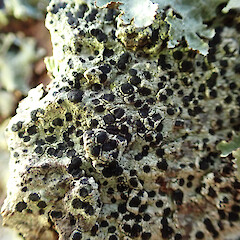 Corticolous on kahikatea, Mahurangi Auckland.<br>Photographer: Marley Ford, Date taken: 25/01/2023, Licence: <a target='_blank' href='https://creativecommons.org/licenses/by/4.0'>CC BY</a>. <a class='member-message' href='/nzpcn/why-join-nzpcn/' target='_blank'>Members can view a larger version of this image.</a>