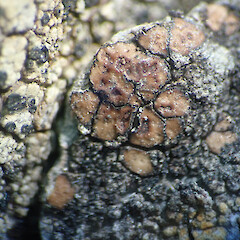 Banks Peninsula, Canterbury.<br>Photographer: Allison Knight, Date taken: 22/03/2021, Licence: <a target='_blank' href='https://creativecommons.org/licenses/by/4.0'>CC BY</a>. <a class='member-message' href='/nzpcn/why-join-nzpcn/' target='_blank'>Members can view a larger version of this image.</a>