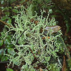 Hokonui Hills, Southland.<br>Photographer: Melissa Hutchison, Date taken: 25/05/2022, Licence: <a target='_blank' href='https://creativecommons.org/licenses/by-nc/4.0'>CC BY-NC</a>. <a class='member-message' href='/nzpcn/why-join-nzpcn/' target='_blank'>Members can view a larger version of this image.</a>