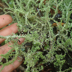 Hokonui Hills, Southland.<br>Photographer: Melissa Hutchison, Date taken: 25/05/2022, Licence: <a target='_blank' href='https://creativecommons.org/licenses/by-nc/4.0'>CC BY-NC</a>. <a class='member-message' href='/nzpcn/why-join-nzpcn/' target='_blank'>Members can view a larger version of this image.</a>