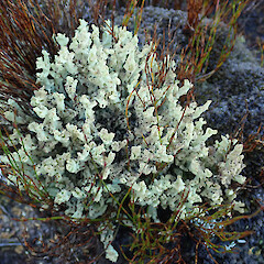 Mt Williams track, Denniston Plateau.<br>Photographer: Melissa Hutchison, Date taken: 04/06/2022, Licence: <a target='_blank' href='https://creativecommons.org/licenses/by-nc/4.0'>CC BY-NC</a>. <a class='member-message' href='/nzpcn/why-join-nzpcn/' target='_blank'>Members can view a larger version of this image.</a>