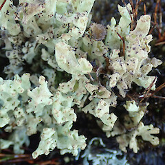 Mt Williams track, Denniston Plateau.<br>Photographer: Melissa Hutchison, Date taken: 04/06/2022, Licence: <a target='_blank' href='https://creativecommons.org/licenses/by-nc/4.0'>CC BY-NC</a>. <a class='member-message' href='/nzpcn/why-join-nzpcn/' target='_blank'>Members can view a larger version of this image.</a>