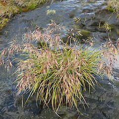 Mt Burns, Fiordland, January 2023.<br>Photographer: Jesse Bythell, Date taken: 14/01/2023, Licence: <a target='_blank' href='https://creativecommons.org/licenses/by-nc/4.0'>CC BY-NC</a>. <a class='member-message' href='/nzpcn/why-join-nzpcn/' target='_blank'>Members can view a larger version of this image.</a>