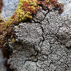 Saxicolous, Nelson Lakes.<br>Photographer: Marley Ford, Licence: <a target='_blank' href='https://creativecommons.org/licenses/by/4.0'>CC BY</a>. <a class='member-message' href='/nzpcn/why-join-nzpcn/' target='_blank'>Members can view a larger version of this image.</a>