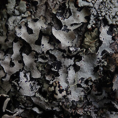 Corticolous in scrub, Mt Arthur Nelson.<br>Photographer: Marley Ford, Date taken: 03/02/2023, Licence: <a target='_blank' href='https://creativecommons.org/licenses/by/4.0'>CC BY</a>. <a class='member-message' href='/nzpcn/why-join-nzpcn/' target='_blank'>Members can view a larger version of this image.</a>