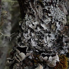 Corticolous in scrub, Mt Arthur Nelson.<br>Photographer: Marley Ford, Date taken: 03/02/2021, Licence: <a target='_blank' href='https://creativecommons.org/licenses/by/4.0'>CC BY</a>. <a class='member-message' href='/nzpcn/why-join-nzpcn/' target='_blank'>Members can view a larger version of this image.</a>