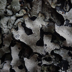 Corticolous in scrub, Mt Arthur Nelson.<br>Photographer: Marley Ford, Date taken: 03/02/2021, Licence: <a target='_blank' href='https://creativecommons.org/licenses/by/4.0'>CC BY</a>. <a class='member-message' href='/nzpcn/why-join-nzpcn/' target='_blank'>Members can view a larger version of this image.</a>