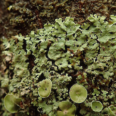 Corticolous in beech forest, Queenstown Otago.<br>Photographer: Marley Ford, Date taken: 05/07/2020, Licence: <a target='_blank' href='https://creativecommons.org/licenses/by/4.0'>CC BY</a>. <a class='member-message' href='/nzpcn/why-join-nzpcn/' target='_blank'>Members can view a larger version of this image.</a>
