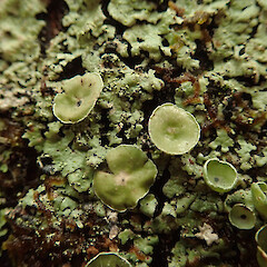 Corticolous in beech forest, Queenstown Otago.<br>Photographer: Marley Ford, Date taken: 05/07/2020, Licence: <a target='_blank' href='https://creativecommons.org/licenses/by/4.0'>CC BY</a>. <a class='member-message' href='/nzpcn/why-join-nzpcn/' target='_blank'>Members can view a larger version of this image.</a>
