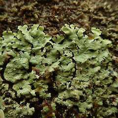 Corticolous in beech forest, Queenstown Otago.<br>Photographer: Marley Ford, Date taken: 05/07/2020, Licence: <a target='_blank' href='https://creativecommons.org/licenses/by/4.0'>CC BY</a>. <a class='member-message' href='/nzpcn/why-join-nzpcn/' target='_blank'>Members can view a larger version of this image.</a>