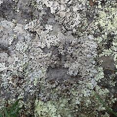 Common saxicolous lichen in pasture, Banks Peninsula Canterbury.<br>Photographer: Marley Ford, Date taken: 20/02/2020, Licence: <a target='_blank' href='https://creativecommons.org/licenses/by/4.0'>CC BY</a>. <a class='member-message' href='/nzpcn/why-join-nzpcn/' target='_blank'>Members can view a larger version of this image.</a>