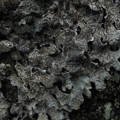 Saxicolous, Banks Peninsula Canterbury.<br>Photographer: Marley Ford, Date taken: 10/11/2019, Licence: <a target='_blank' href='https://creativecommons.org/licenses/by/4.0'>CC BY</a>. <a class='member-message' href='/nzpcn/why-join-nzpcn/' target='_blank'>Members can view a larger version of this image.</a>