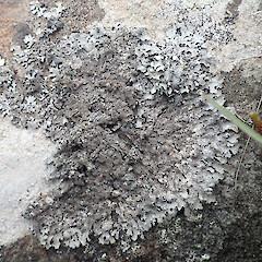 Saxicolous, Banks Peninsula Canterbury.<br>Photographer: Marley Ford, Date taken: 10/11/2019, Licence: <a target='_blank' href='https://creativecommons.org/licenses/by/4.0'>CC BY</a>. <a class='member-message' href='/nzpcn/why-join-nzpcn/' target='_blank'>Members can view a larger version of this image.</a>