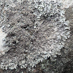 Saxicolous, Banks Peninsula Canterbury.<br>Photographer: Marley Ford, Date taken: 10/11/2019, Licence: <a target='_blank' href='https://creativecommons.org/licenses/by/4.0'>CC BY</a>. <a class='member-message' href='/nzpcn/why-join-nzpcn/' target='_blank'>Members can view a larger version of this image.</a>