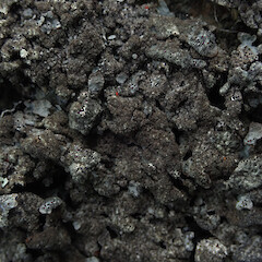 Saxicolous, Banks Peninsula Canterbury.<br>Photographer: Marley Ford, Date taken: 10/11/2019, Licence: <a target='_blank' href='https://creativecommons.org/licenses/by/4.0'>CC BY</a>. <a class='member-message' href='/nzpcn/why-join-nzpcn/' target='_blank'>Members can view a larger version of this image.</a>