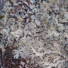 Corticolous on pohutukawa, Misson Bay Auckland.<br>Photographer: Marley Ford, Date taken: 14/10/2021, Licence: <a target='_blank' href='https://creativecommons.org/licenses/by/4.0'>CC BY</a>. <a class='member-message' href='/nzpcn/why-join-nzpcn/' target='_blank'>Members can view a larger version of this image.</a>
