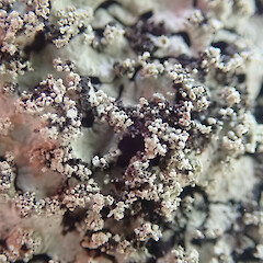 Corticolous on pohutukawa, Misson Bay Auckland.<br>Photographer: Marley Ford, Date taken: 14/10/2021, Licence: <a target='_blank' href='https://creativecommons.org/licenses/by/4.0'>CC BY</a>. <a class='member-message' href='/nzpcn/why-join-nzpcn/' target='_blank'>Members can view a larger version of this image.</a>