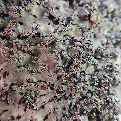 Corticolous on pohutukawa, Misson Bay Auckland.<br>Photographer: Marley Ford, Date taken: 14/10/2021, Licence: <a target='_blank' href='https://creativecommons.org/licenses/by/4.0'>CC BY</a>. <a class='member-message' href='/nzpcn/why-join-nzpcn/' target='_blank'>Members can view a larger version of this image.</a>