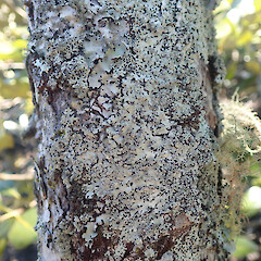 Corticolous on pohutukawa, Misson Bay Auckland.<br>Photographer: Marley Ford, Date taken: 14/10/2021, Licence: <a target='_blank' href='https://creativecommons.org/licenses/by/4.0'>CC BY</a>. <a class='member-message' href='/nzpcn/why-join-nzpcn/' target='_blank'>Members can view a larger version of this image.</a>