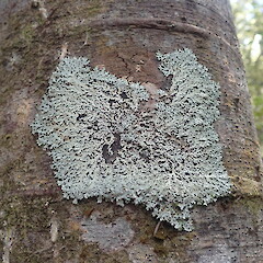 Corticolous on tanekaha, Chatswood Auckland.<br>Photographer: Marley Ford, Date taken: 11/11/2021, Licence: <a target='_blank' href='https://creativecommons.org/licenses/by-nc/4.0'>CC BY-NC</a>. <a class='member-message' href='/nzpcn/why-join-nzpcn/' target='_blank'>Members can view a larger version of this image.</a>
