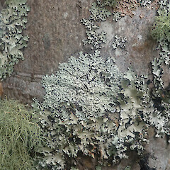 Corticolous on nikau, Waimamaku Far North.<br>Photographer: Marley Ford, Date taken: 24/06/2022, Licence: <a target='_blank' href='https://creativecommons.org/licenses/by/4.0'>CC BY</a>. <a class='member-message' href='/nzpcn/why-join-nzpcn/' target='_blank'>Members can view a larger version of this image.</a>