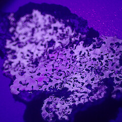 UV+ specimen, Awhitu Auckland.<br>Photographer: Marley Ford, Date taken: 06/11/2021, Licence: <a target='_blank' href='https://creativecommons.org/licenses/by/4.0'>CC BY</a>. <a class='member-message' href='/nzpcn/why-join-nzpcn/' target='_blank'>Members can view a larger version of this image.</a>
