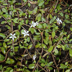 Big Bay, Fiordland.<br>Photographer: Melissa Hutchison, Date taken: 24/01/2023, Licence: <a target='_blank' href='https://creativecommons.org/licenses/by-nc/4.0'>CC BY-NC</a>. <a class='member-message' href='/nzpcn/why-join-nzpcn/' target='_blank'>Members can view a larger version of this image.</a>