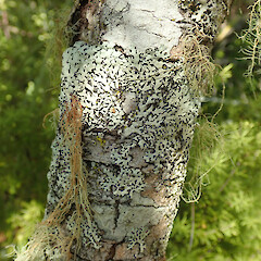 Rangitoto Island.<br>Photographer: Melissa Hutchison, Date taken: 26/02/2022, Licence: <a target='_blank' href='https://creativecommons.org/licenses/by-nc/4.0'>CC BY-NC</a>. <a class='member-message' href='/nzpcn/why-join-nzpcn/' target='_blank'>Members can view a larger version of this image.</a>
