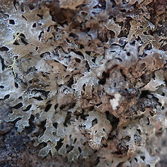 Banks Peninsula.<br>Photographer: Melissa Hutchison, Date taken: 15/08/2021, Licence: <a target='_blank' href='https://creativecommons.org/licenses/by-nc/4.0'>CC BY-NC</a>. <a class='member-message' href='/nzpcn/why-join-nzpcn/' target='_blank'>Members can view a larger version of this image.</a>