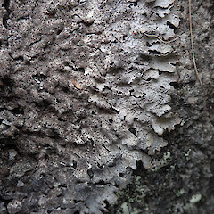 Banks Peninsula.<br>Photographer: Melissa Hutchison, Date taken: 10/11/2019, Licence: <a target='_blank' href='https://creativecommons.org/licenses/by-nc/4.0'>CC BY-NC</a>. <a class='member-message' href='/nzpcn/why-join-nzpcn/' target='_blank'>Members can view a larger version of this image.</a>