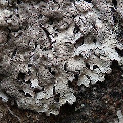 Banks Peninsula.<br>Photographer: Melissa Hutchison, Date taken: 10/11/2019, Licence: <a target='_blank' href='https://creativecommons.org/licenses/by-nc/4.0'>CC BY-NC</a>. <a class='member-message' href='/nzpcn/why-join-nzpcn/' target='_blank'>Members can view a larger version of this image.</a>