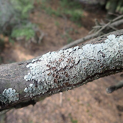 Corticolous in beech remnant, Lake Ōhau Canterbury.<br>Photographer: Marley Ford, Date taken: 21/01/2021, Licence: <a target='_blank' href='https://creativecommons.org/licenses/by/4.0'>CC BY</a>. <a class='member-message' href='/nzpcn/why-join-nzpcn/' target='_blank'>Members can view a larger version of this image.</a>