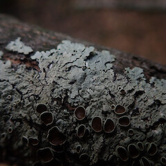 Corticolous in beech remnant, Lake Ōhau Canterbury.<br>Photographer: Marley Ford, Date taken: 21/01/2021, Licence: <a target='_blank' href='https://creativecommons.org/licenses/by/4.0'>CC BY</a>. <a class='member-message' href='/nzpcn/why-join-nzpcn/' target='_blank'>Members can view a larger version of this image.</a>